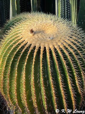 Cactus @ Cacti and Succulent Garden IMG_2837