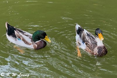 Mallard IMG_2813