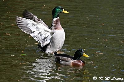 Mallard DSC_2022