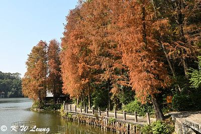 Bald Cypress DSC_2065