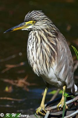 Chinese Pond Heron DSC_2006