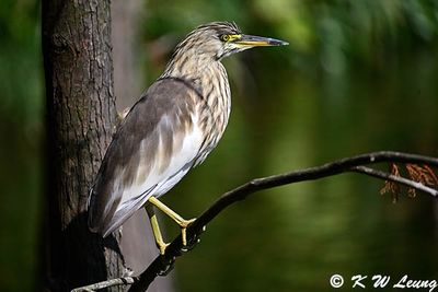 Chinese Pond Heron DSC_2035