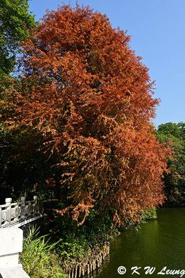 Bald Cypress DSC_2138