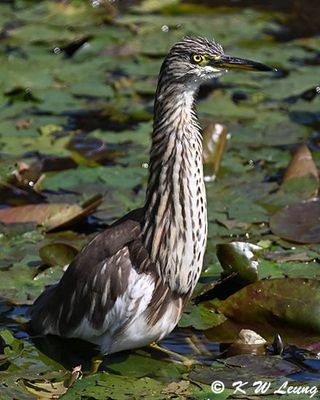 Chinese Pond Heron DSC_2082