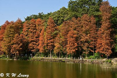 Bald Cypress DSC_2092