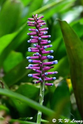 Aechmea gamosepala DSC_2199