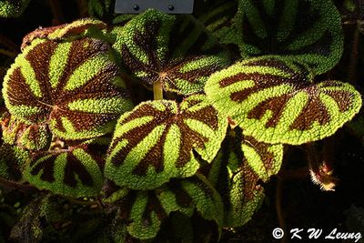 Begonia masoniana DSC_2195