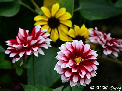 Dahlia DSC_2212