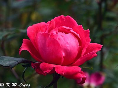 Rose DSC_2211