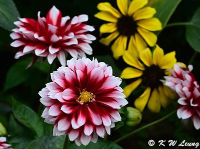Dahlia DSC_2209
