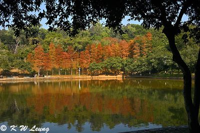 Bald Cypress @ Lianhua Lake DSC_2154