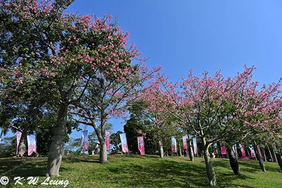 Silk floss trees DSC_1313
