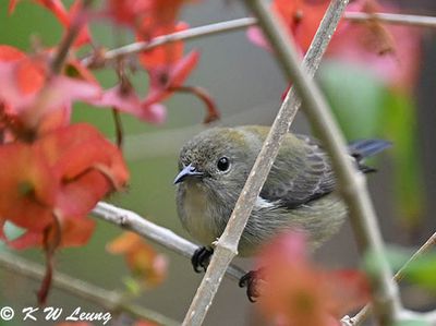 Scarlet-backed Flowerpecker DSC_2348