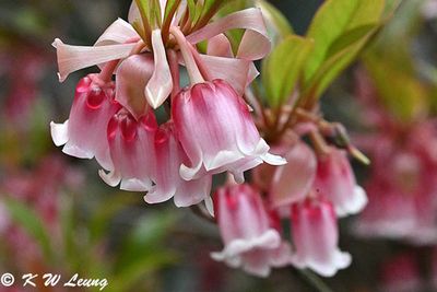 Enkianthus quinqueflorus DSC_2752