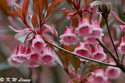 Enkianthus quinqueflorus DSC_2725
