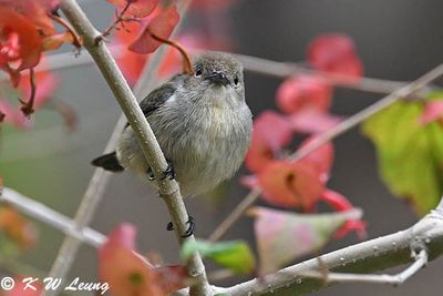 Scarlet-backed Flowerpecker DSC_2351