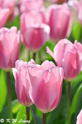 Tulips DSC_2812