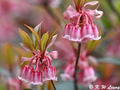 Enkianthus quinqueflorus DSC_2744