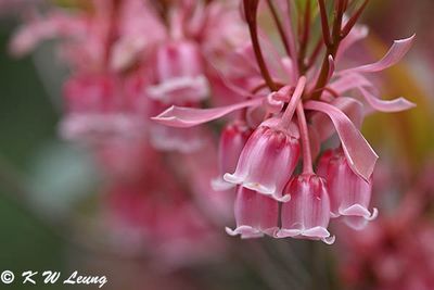 Enkianthus quinqueflorus DSC_2738