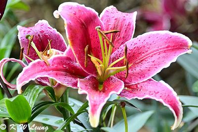 Lilium 'Stargazer' DSC_2847