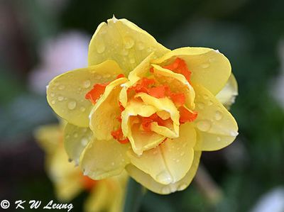 Narcissus DSC_2837