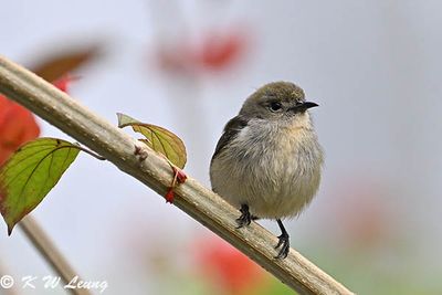 Scarlet-backed Flowerpecker DSC_2484