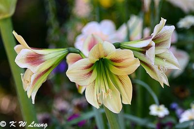 Barbadoslily DSC_2835