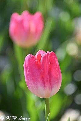 Tulip DSC_2792