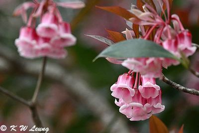 Enkianthus quinqueflorus DSC_2726