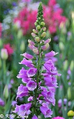 Foxglove DSC_2774