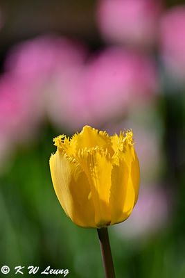 Tulip DSC_2856