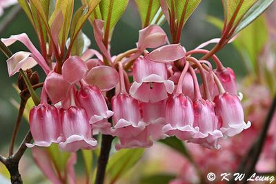Enkianthus quinqueflorus DSC_2747