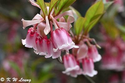 Enkianthus quinqueflorus DSC_2745