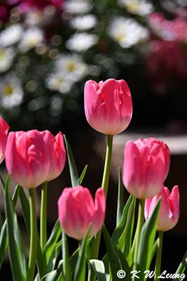 Tulips DSC_2851