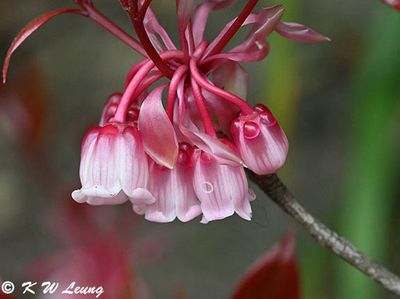 Enkianthus quinqueflorus DSC_2732