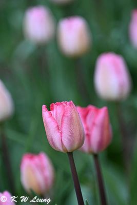 Tulips DSC_2828