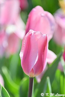 Tulip DSC_2820