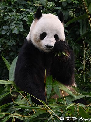 Panda DSC_2871