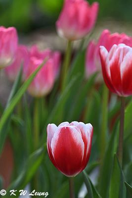 Tulip DSC_2857