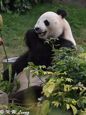 Panda DSC_2904