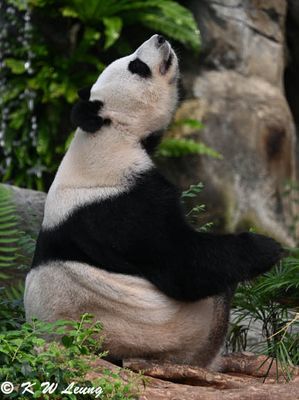 Panda DSC_2919