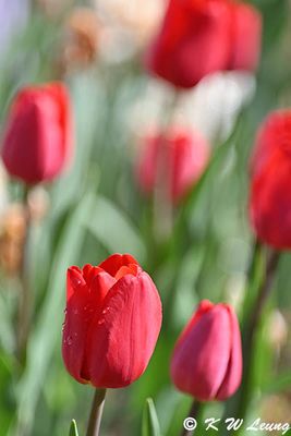 Tulips DSC_2805
