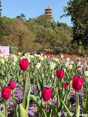 Tulips IMG_3513