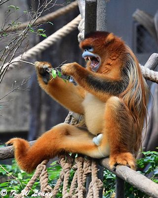 Sichuan Golden Snub-nosed Monkey DSC_3058