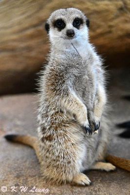 Meerkat DSC_3164