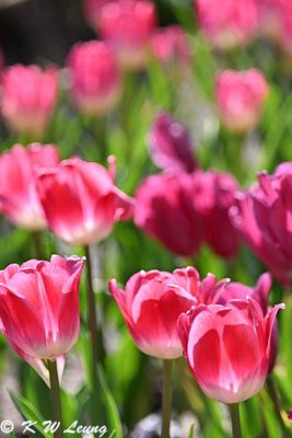 Tulips DSC_2794