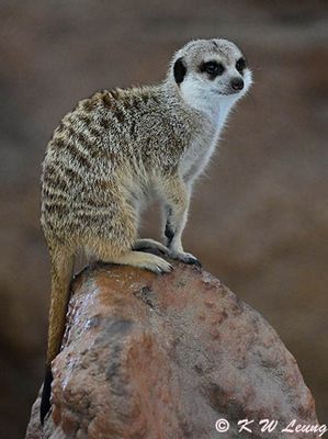 Meerkat DSC_3183