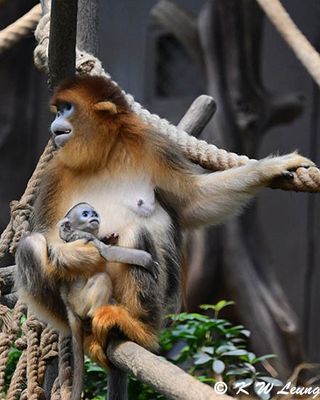 Sichuan Golden Snub-nosed Monkey DSC_3080