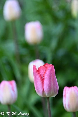 Tulip DSC_2829
