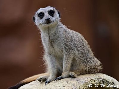 Meerkat DSC_3241